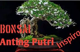 Judul Lagu Koyo Bonsai Anting Putri